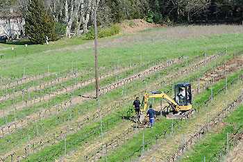 vin provence complantation