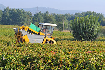 vin provence vinification 1