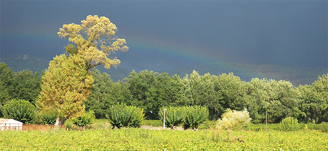 vignoble-apies-cote-provence-1
