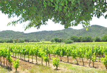 vignoble-apies-cote-provence-2