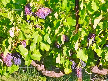 vignoble-apies-cote-provence-3